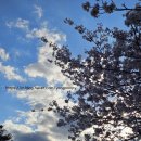 그랜드 머큐어 앰배서더 창원 | 창원 진해 벚꽃여행 숙소 후기, 그랜드 머큐어 앰배서더 창원 숙박 솔직 후기