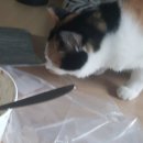 빵의 향현 이미지