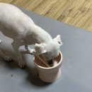 로얄펫 뉴트리션 이미지