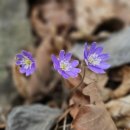 영월읍-3(연하계곡1) 이미지