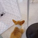 유앤독 | [익산 애견카페] 신동 유앤독 후기