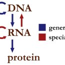 RNA 이해하기 - 중심 원리(Central Dogma)에 관한 도식 이미지