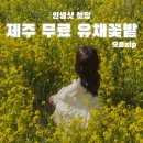 (주)성산렌트카 | [ 제주여행 ] ෆ 제주 성산 무료 유채꽃명소 인생샷 꿀팁 나만 따라와 / 유채꽃재배단지.별방진 … ෆ