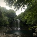 천제연폭포 이미지