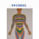 척추자세교정 걷기 테라피 Daum카페