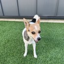 남양유치원 | 독피트니스유치원 화성강아지유치원 남양애견호텔 옹기종기