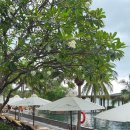 마실한바꾸 | 놀멍쉬멍 나트랑 여행기 #2(아미아나 리조트 부대시설, 김빈 환전 등 )