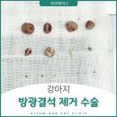 으뜸원동물병원 이미지