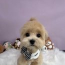 오늘도 이쁘개 이미지