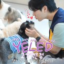 옐레드 애견유치원 & 호텔 고양덕은점 | [고양덕은 애견유치원] 고양덕은 애견 유치원 추천 👉 옐레드 고양덕은점 인테리어 &amp; 하루일과 살펴보기