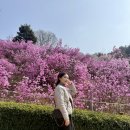 부천 진달래축제 원미산 진달래동산 방문후기