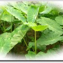 중년과새싹 이미지