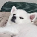 다온메딕스 | 보험설계사 강아지 요로결석수술 성분결과 및 관리 후기 !