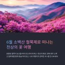 영일화원 | 6월 소백산 철쭉제 후기, 영주 시내 여행까지 코스 완성