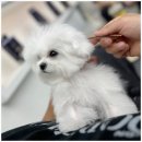 부산강아지분양 알프펫 | 부산 강아지 분양 유독(YouDog) 상담 다녀온 찐 후기.. 결정 장애 극복!😍