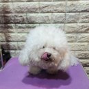 나나 펫 살롱 이미지