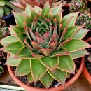 쿤타킨테 이미지