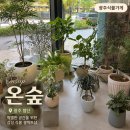 첨단다목적체육센터 | 첨단 꽃집 추천 온숲에서 반려식물 데려온 후기 집들이 화분·상견례 선물까지