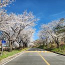 임진나루터협동조합 | 파주 벚꽃 나들이 파주 임진강황복마을 벚꽃
