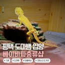 비전3로 | 베이비파충류샵 평택비전점 크레스티드 게코 릴리화이트 입양 후기