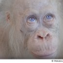 알비노랩 이미지