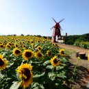 함안 강주 해바라기 축제 이미지