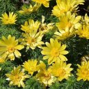 아도니스 이미지