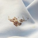 젠틀한세탁 | 캡슐세제 향에 반해버린 세탁세제 추천 후기