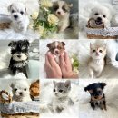 오아이펫강아지고양이