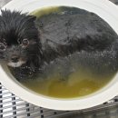 마음을 읽어주는 마음동물병원 이미지