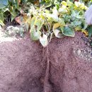 와룡농장 이미지