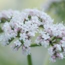 푸른봄약국 이미지