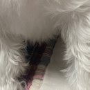 몽쉘포포 이미지