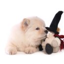 이삭애견훈련소 이미지