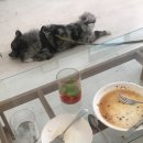 카페루바토 이미지