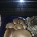 함박농장 이미지