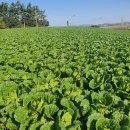 대가주천 이미지