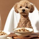 강아지당 이미지