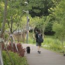[다이소 우비 추천] 2026 장마 기간 대비 강아지 산책용 우의 내돈내산 비교 후기