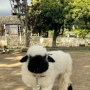 정만목장 이미지