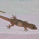기절초풍