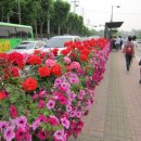 안산초등학교 버스정류장 이미지