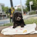 YOMIDOG | 새로운 가족을 맞이했던 순간, 청라강아지분양 YOMIDOG 후기