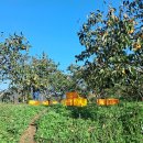 지리산 농장 이미지