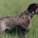 저먼 와이어헤어드 포인터 (German Wirehaired Pointer) 이미지