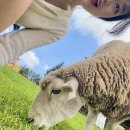 삼양오토바이 | 강릉 가볼만한곳 대관령 삼양목장 양떼목장 후기와 꿀팁