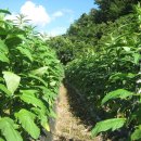 청풍농장 이미지