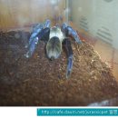 코발트블루 이미지