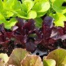 상상농장3 이미지