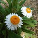 로단테(Rhodanthe) 이미지